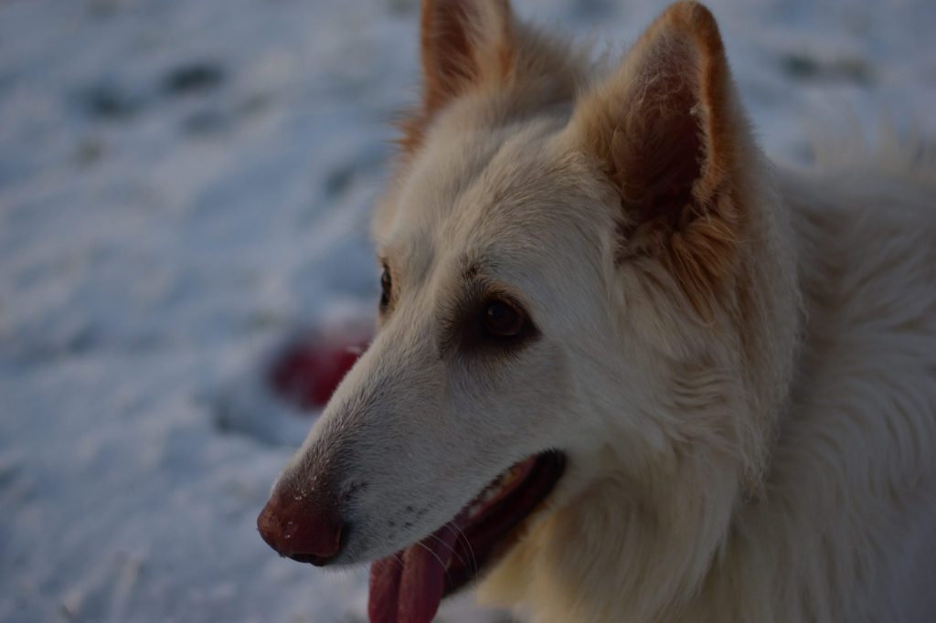 Weekend Whammy: My Dog, Draugen & Good&nbsp;Omens